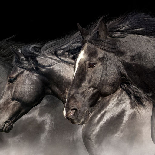 Three Black Stallions Canvas Print