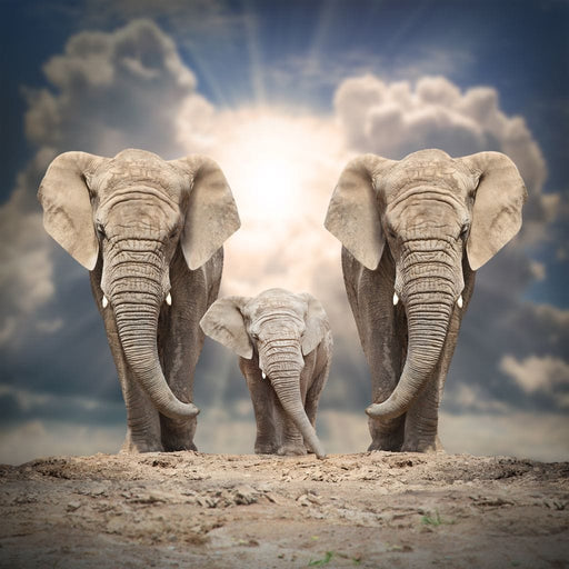 Elephant Family Under the Sun Canvas Print