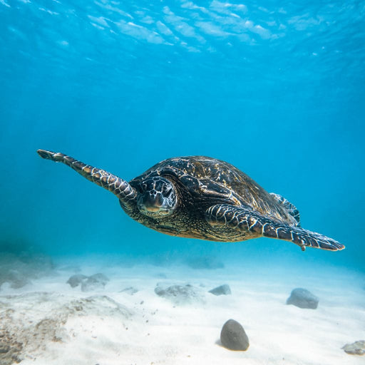 Blue Turtle - Lucas Moore Canvas Print