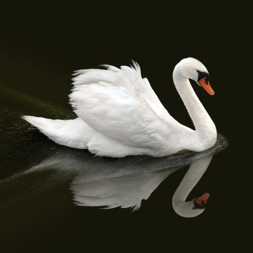 Swan - Ben Heine Canvas Print