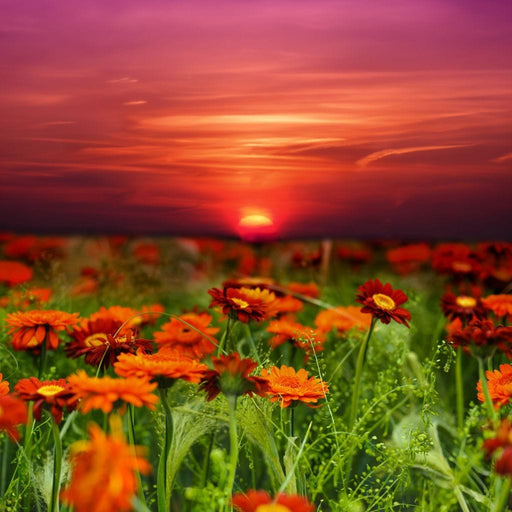 Flowers Last Ray Of Sun - Canvas Print - stunning wall art of flowers in a field and a fiery red sky - this art print is the perfect eye catching accent your home needs | NicheCanvas