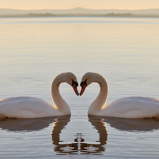 Swans On The Lake Canvas Print