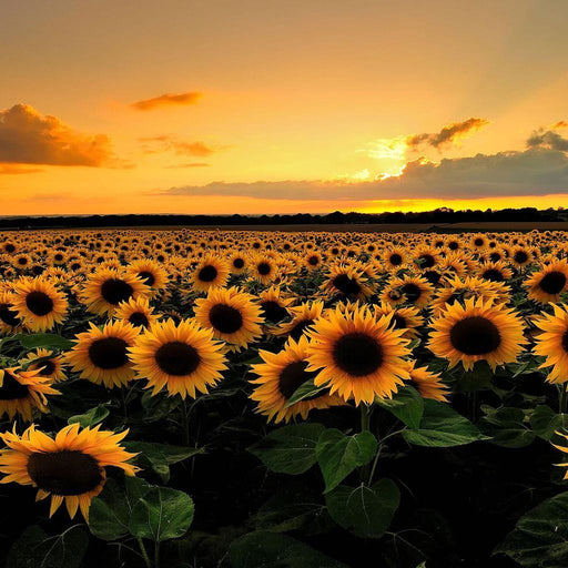 Sunflower Field - Canvas Print - breathtaking wall art of a flower field and a gorgeous sunset - this unique wall decor is a fresh and light option for your home | NicheCanvas