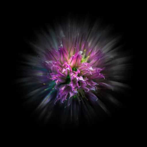 Flowers Color Flow - Brian Carson Canvas Print