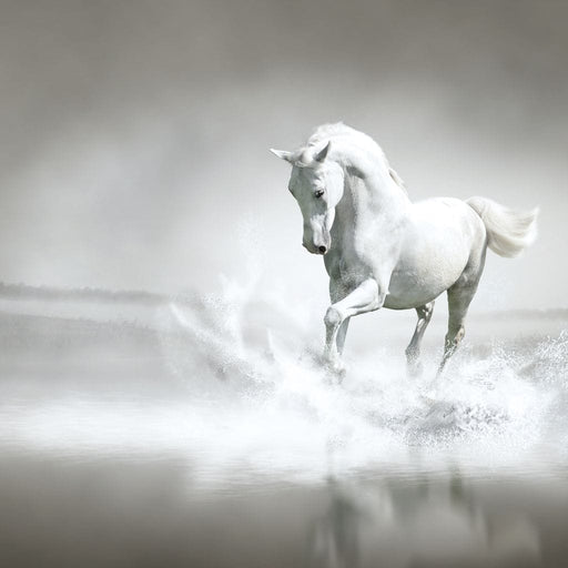 White Horse Running - Canvas Print - unique black and white wall art featuring a slim horse running - this work of art is the perfect eye catching accent to your space | NicheCanvas