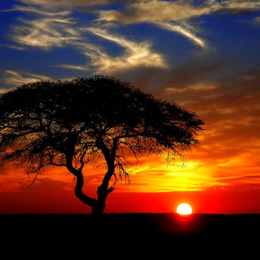 African Landscape Sunset framed art