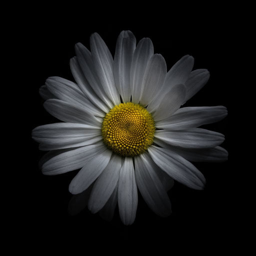 Backyard Flowers 3 panels - Brian Carson Canvas Print