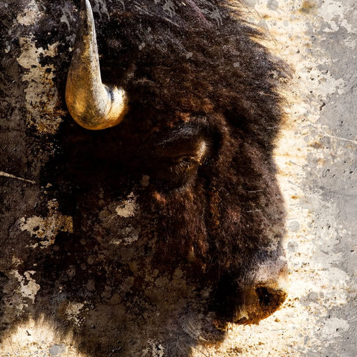 American Bison Canvas Print