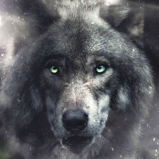 Midnight Wolf - Zenzdesign Canvas Print