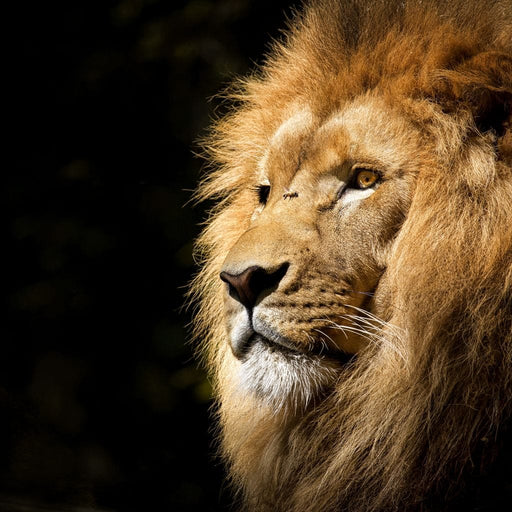 Lion View - Milos Karanovic Canvas Print