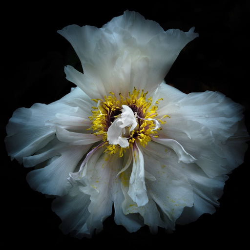 Backyard Flowers Series 4 - Brian Carson Canvas Print