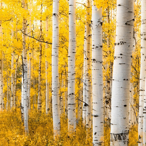 Yellow Forest - Colorado - Lucas Moore Canvas Print