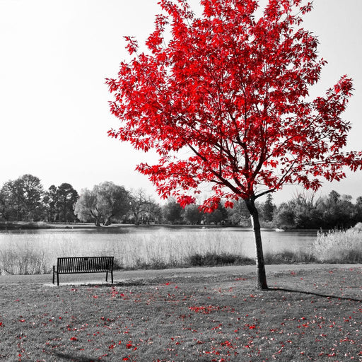 Calm View By The Red Tree Canvas Print