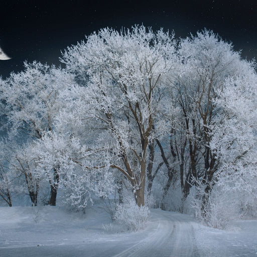 Winter Snow Forest - Johanjjf Canvas Print