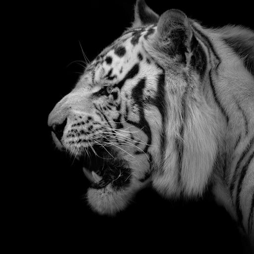 Black and White Tiger Profile Canvas Print