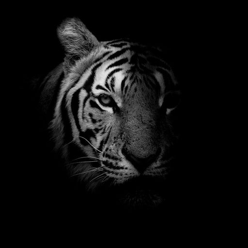 Black and White Fading Tiger Canvas Print