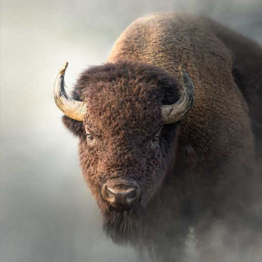 Bison 1 - Patsy Weingart Canvas Print