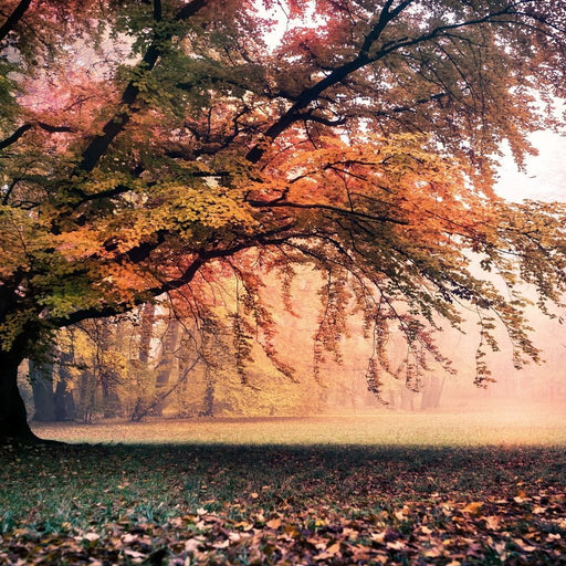 Falling Leaves - Canvas Print - stunning wall art of the beautiful trees during fall season - this home decor makes the perfect art piece for your bedroom | NicheCanvas