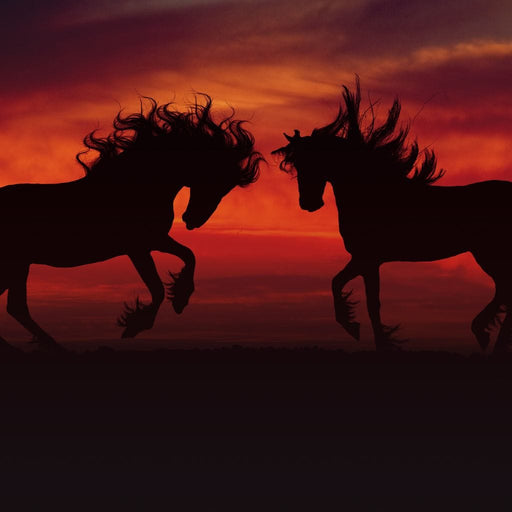 Stallion Sunset - Johanjjf Canvas Print