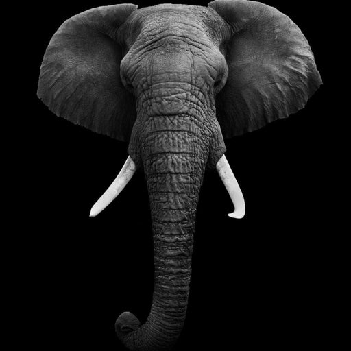 Black and White Elephant Face Canvas Print