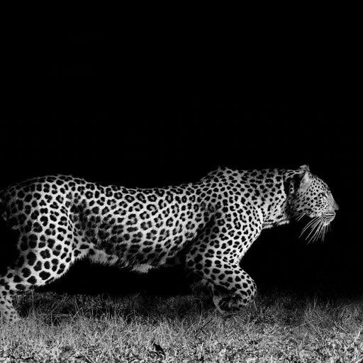 Black and White Jaguar Running Canvas Print