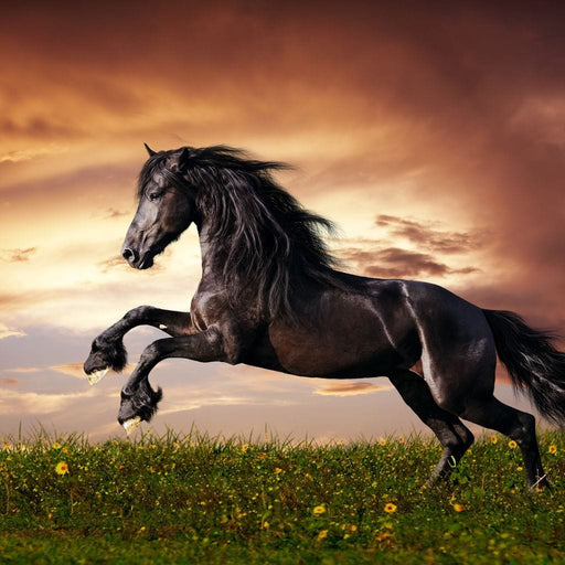 Striking Stallion - Canvas Print - photorealistic wall art of a horse in the field - this home decor captures the attention of your audiences | NicheCanvas