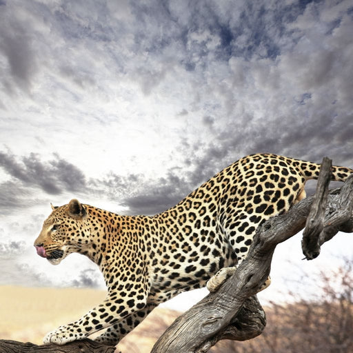 Leopard Closeup - Canvas Print - photorealistic wall art of a leopard in the wild looking for a prey - this is the perfect eye-catching accent for your home or office | NicheCanvas