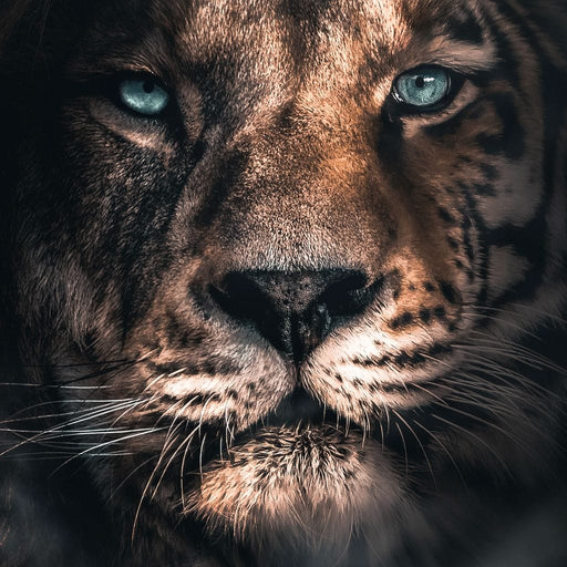 Lion Tiger - Zenzdesign Canvas Print