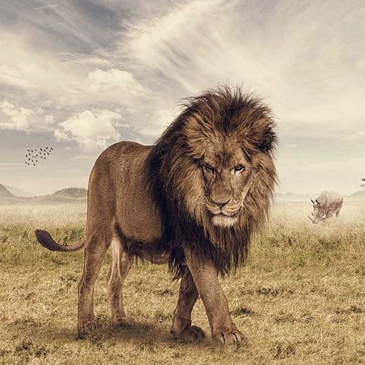 The Big Lion - Canvas Print - 5 panel wall art featuring a photorealistic king lion in the wild - this gorgeous art makes the perfect centerpiece for your room | NicheCanvas