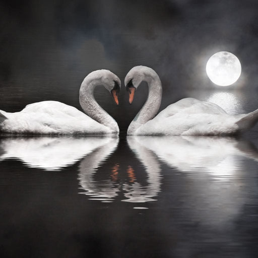 Swan Couple Full Moon Canvas Print
