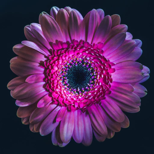 Purple Petals Canvas Print