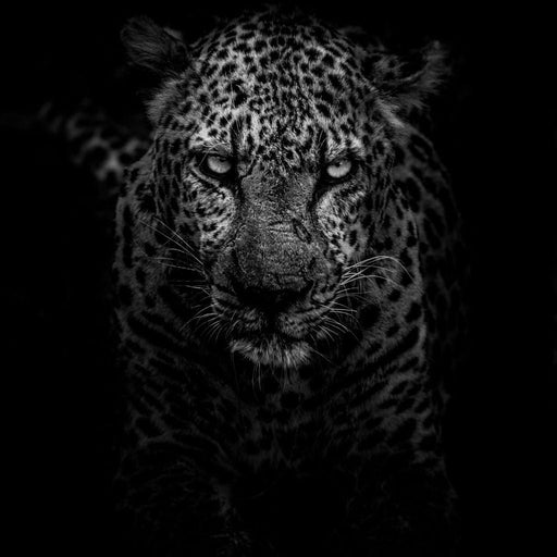 Leopard Black & White - Johanjjf Canvas Print