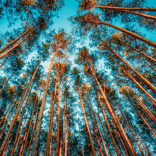 Laying Down In The Forest Canvas Print