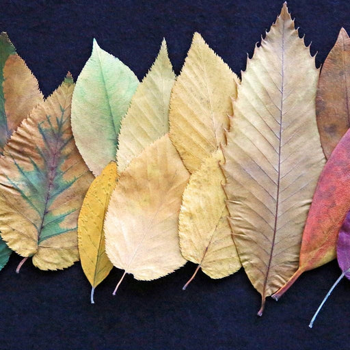 Colorful Leaves Canvas Print