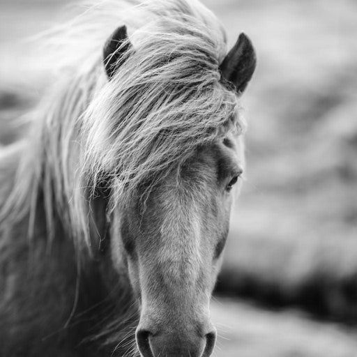 Icelandic Horse Canvas Print