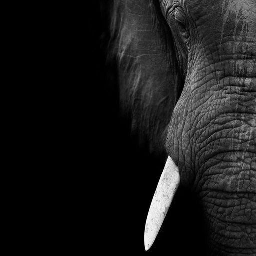 Black and White Elephant Close up Canvas Print