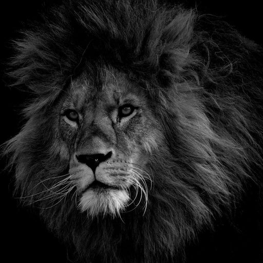 Majestic - Johanjjf Canvas Print