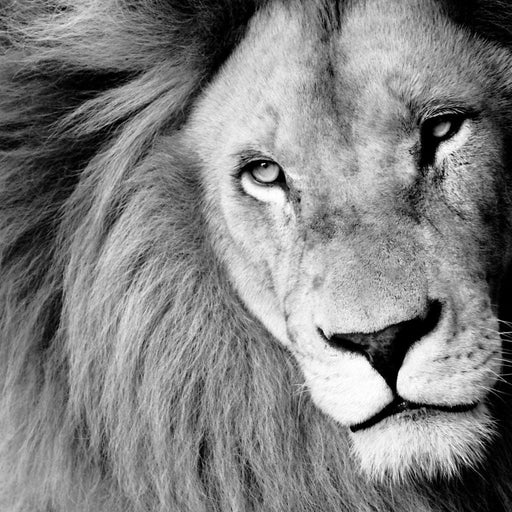 Lion Portrait Canvas Print