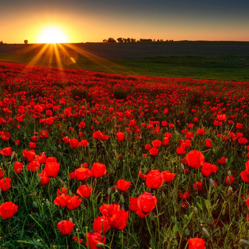Red Poppies Field Canvas Print