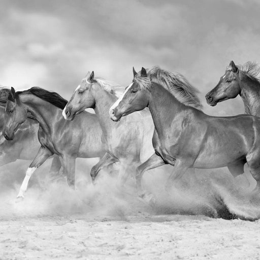Black & White Horses Heard - Canvas Print - stunning wall decor of wild horses running - this black and white canvas painting is perfect to hang in your office | NicheCanvas