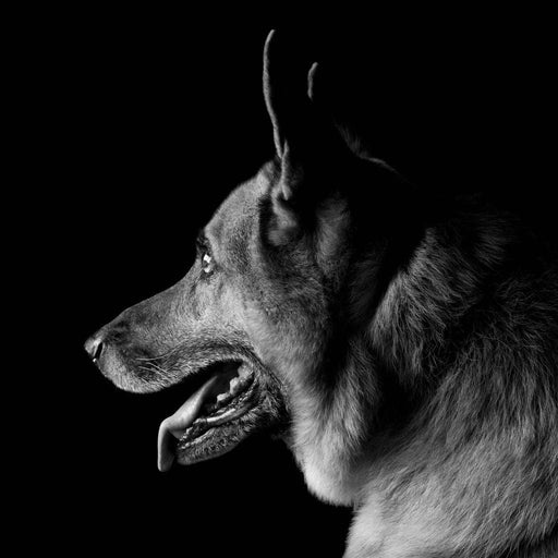 Black and White German Shepherd Canvas Print
