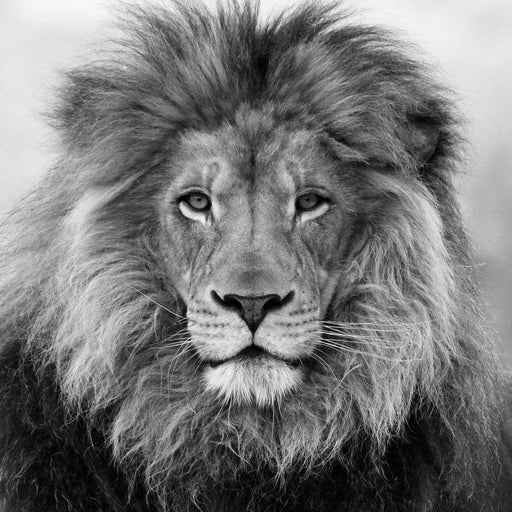 Black And White Lion Canvas Print