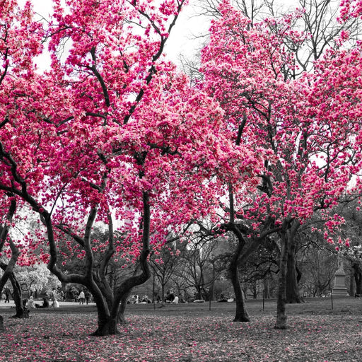 Fantasy Park Canvas Print