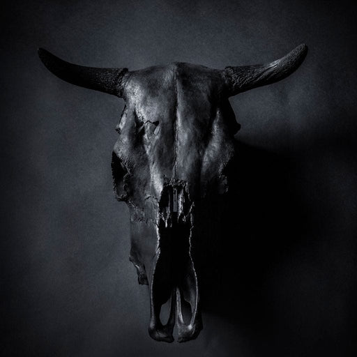 Black Bull Skull Canvas Print