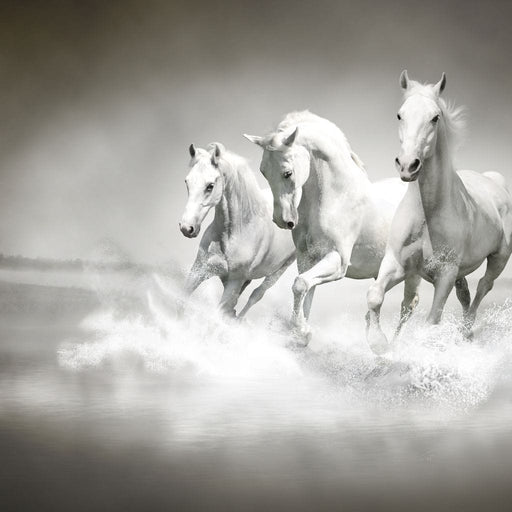 Three White Horses - Canvas Print - gorgeous wall art of herd of horses running - this beautiful art print is the perfect focal point on any room | NicheCanvas