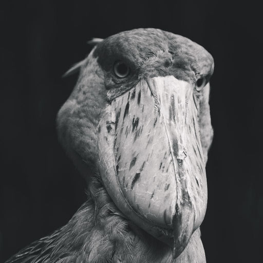 Black and White Shoebill Stork Canvas Print
