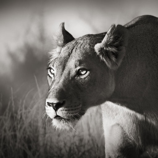 Lioness - Canvas Print - beautiful black and white wall art of a lioness in the wild - this intriguing home decor is a unique way to capture your visitor's attention | NicheCanvas