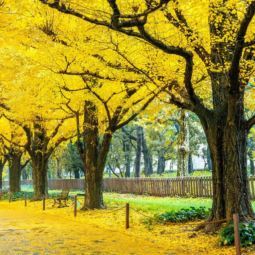 Yellow Ginkgo Trees Canvas Print