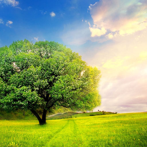 Spring Prairie Canvas Print