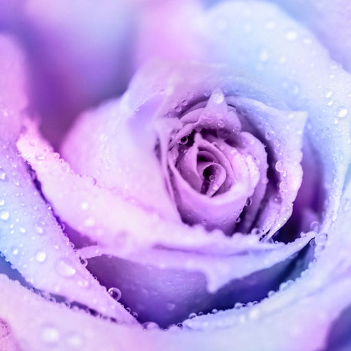 Winter Rose Canvas Print